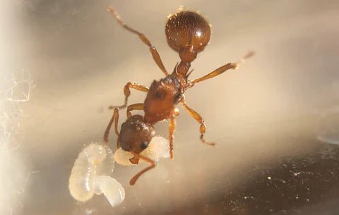 Comment débuter l'élevage de fourmis - Fourmis Shop